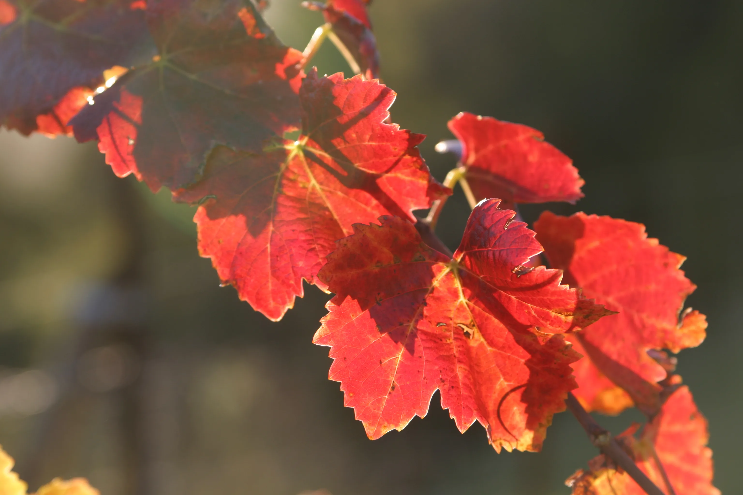 Backlit red vineyard leaves