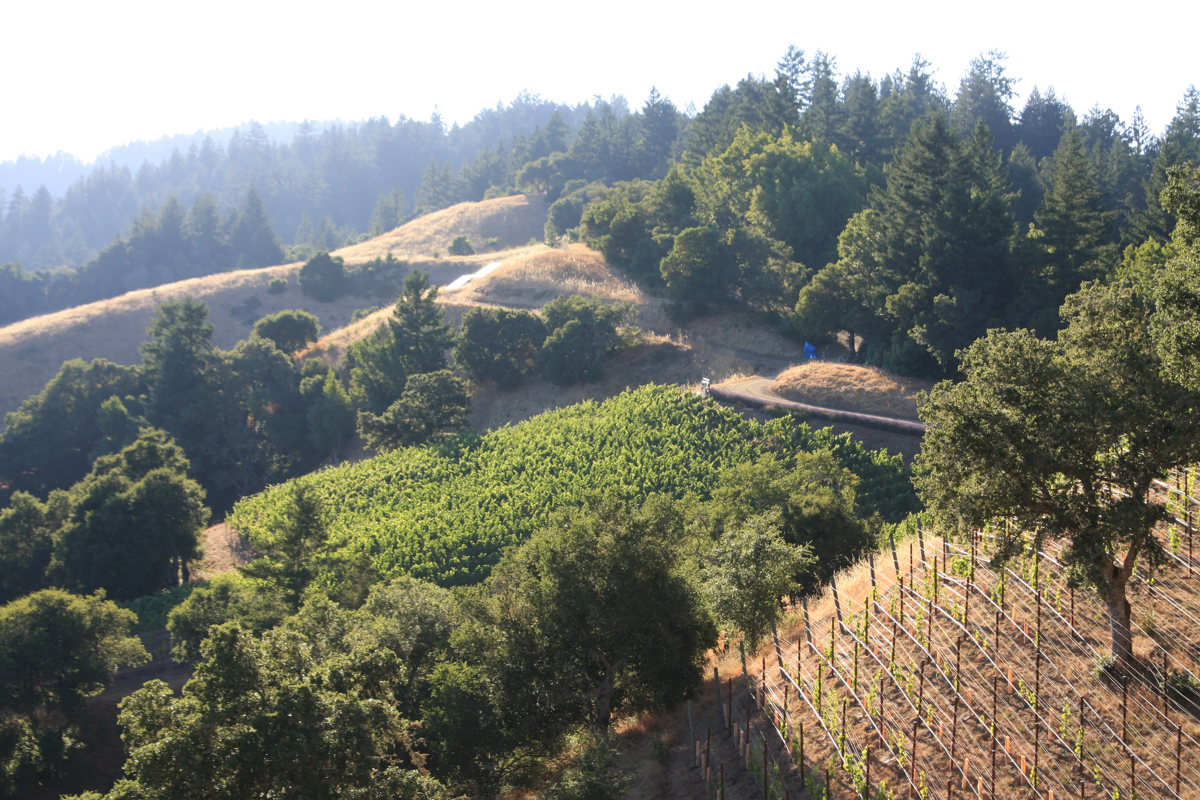 Moon Hill Vineyard rows with rolling hills beyond