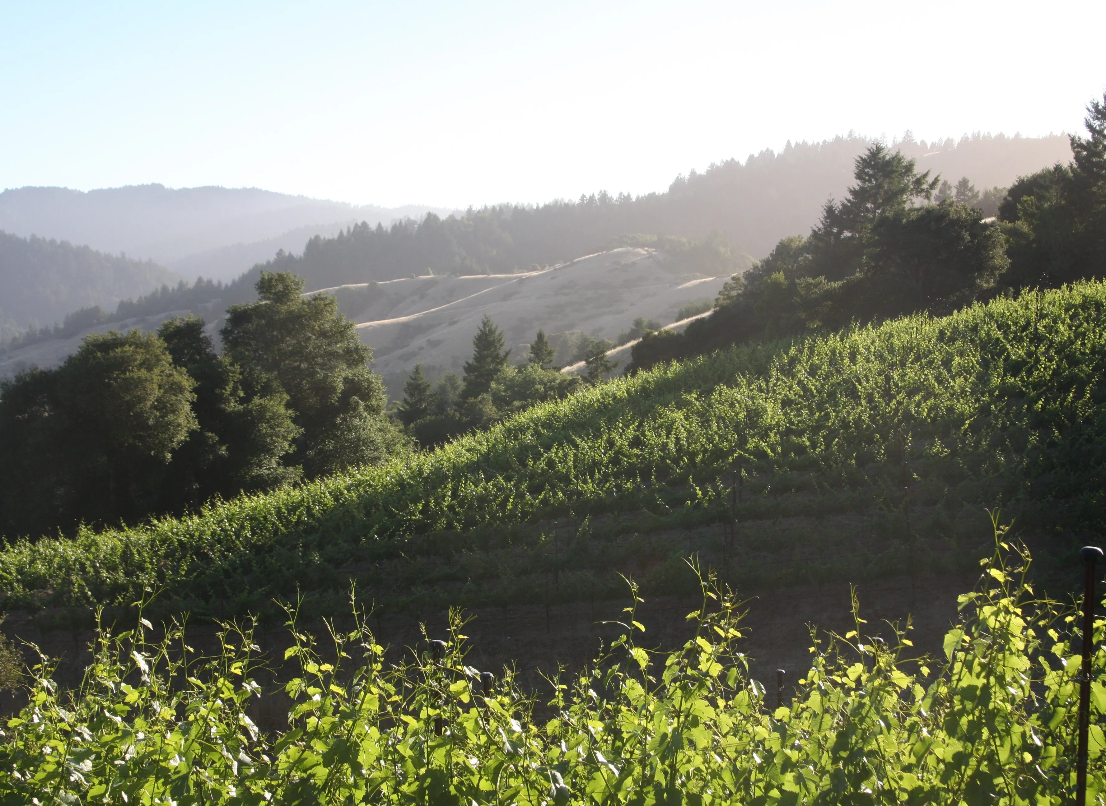 Sunlit vineyard rows at Moon Hill Vineyard