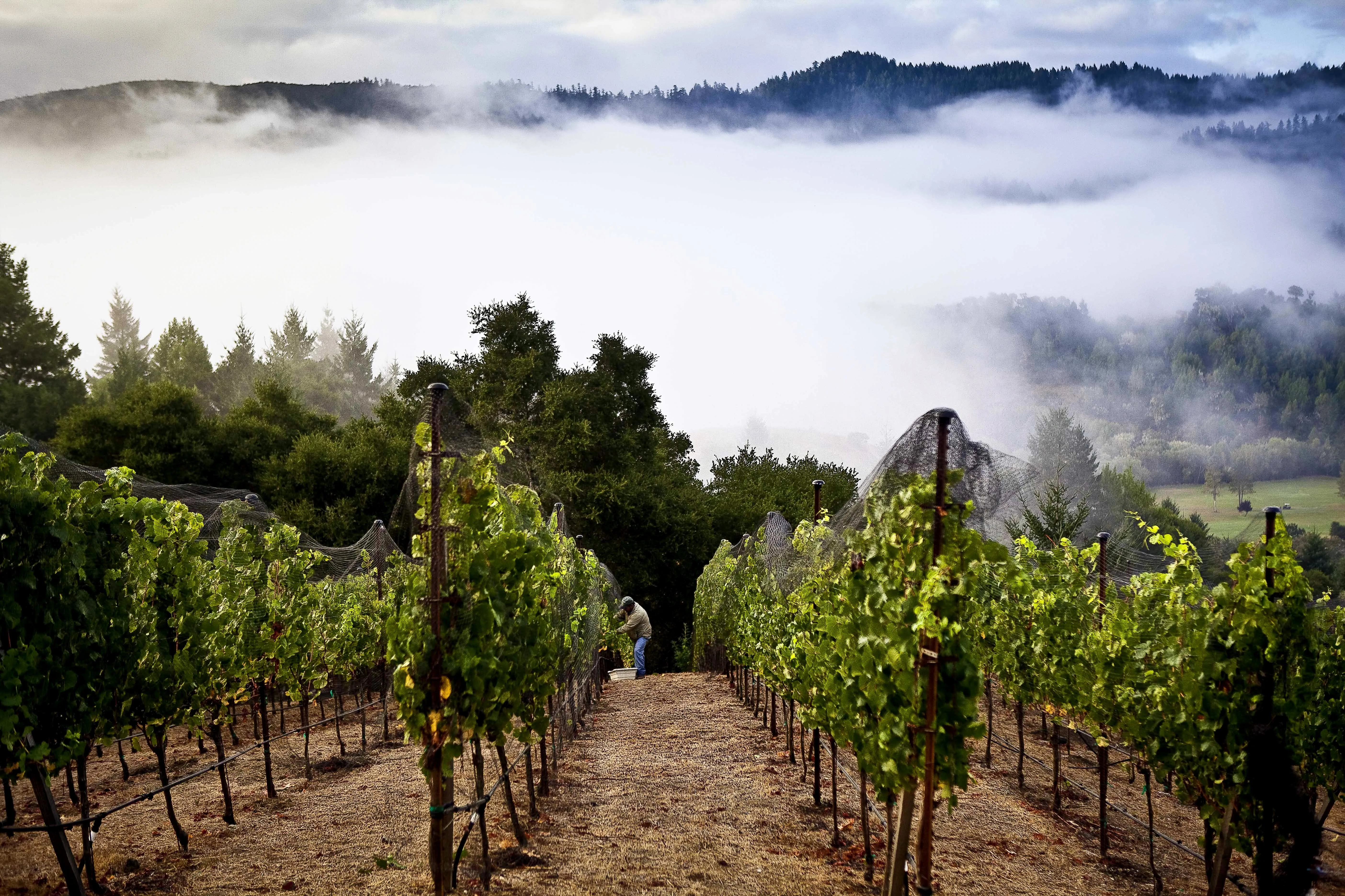 Moon Hill Vineyard above the fog in Marin County