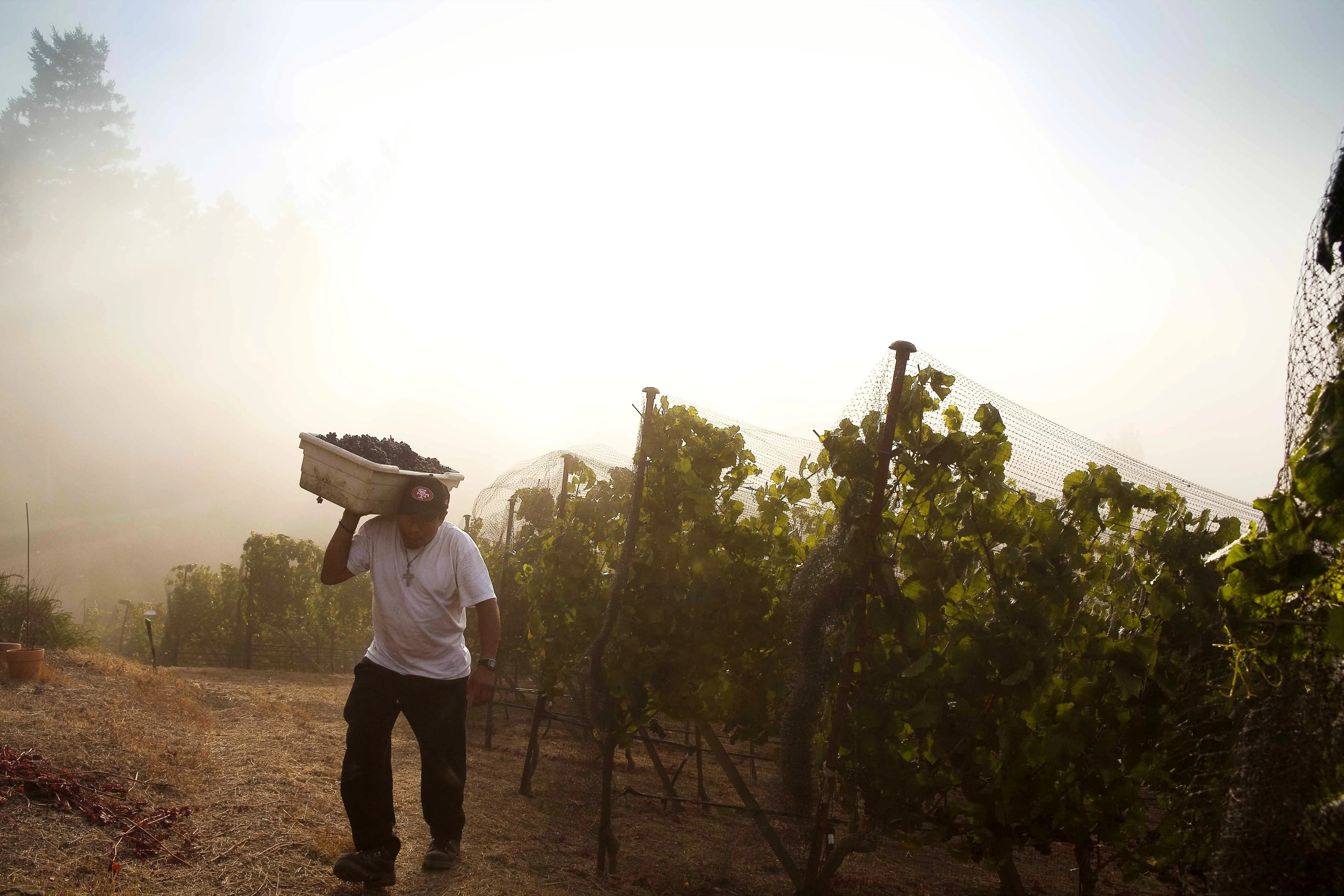 Harvest worker carrying fruit through the vineyard